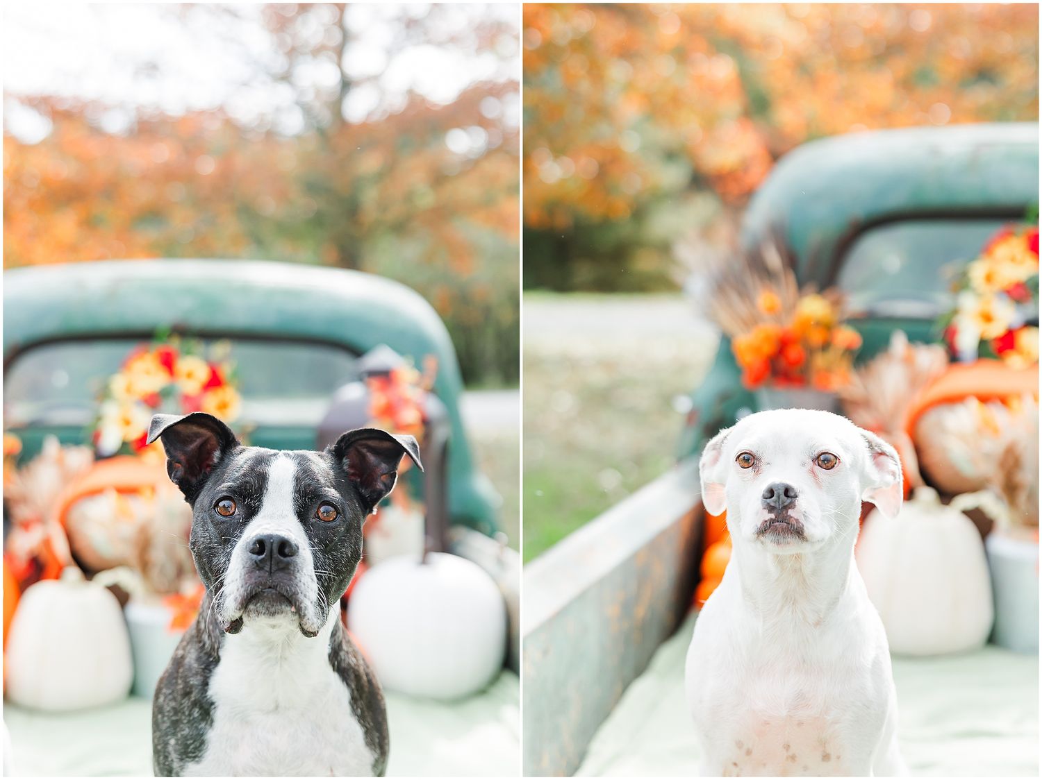 Two adorable dogs peek over the edge of a vintage truck bed decorated with white pumpkins.