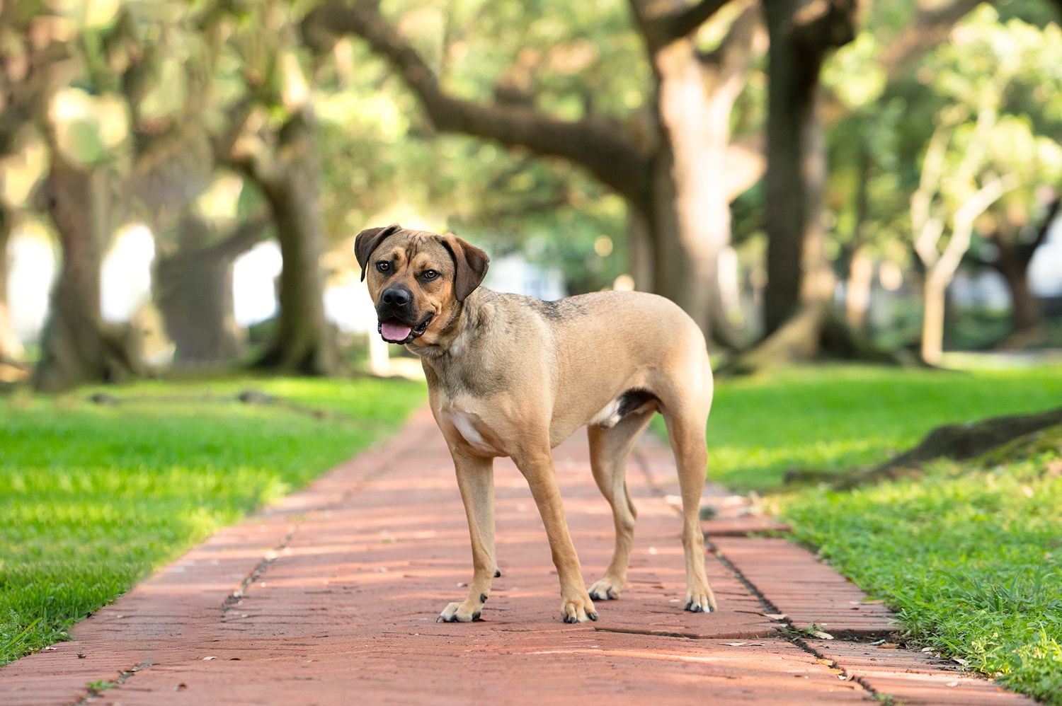 A tan mixed breed dog standing on a brick pathway surrounded by trees and green grass.