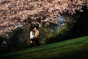 A couple shares an intimate moment beneath blooming cherry trees in a garden.