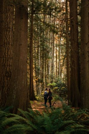 Intimate forest portrait with sunlight filtering through towering evergreen trees.