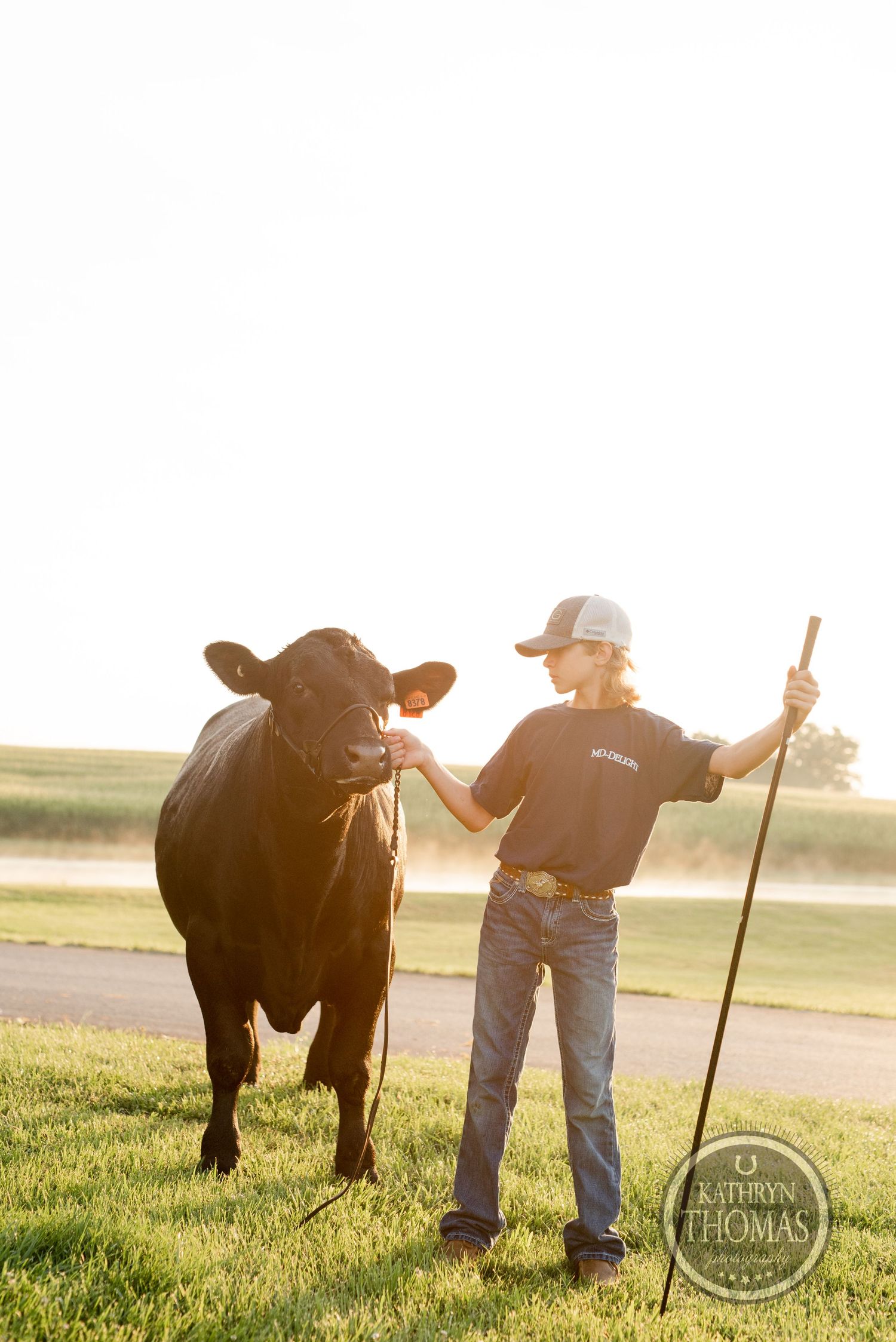 A black show steer and handler silhouetted against a golden sunset on a grassy field.