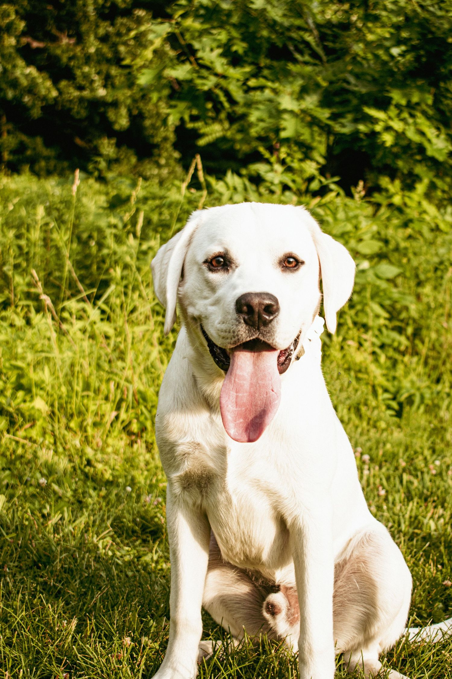 Portrait of white Labrador dog sitting in grass with tongue out on sunny day.