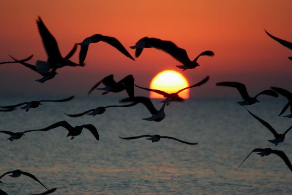 Sunset with Seagulls