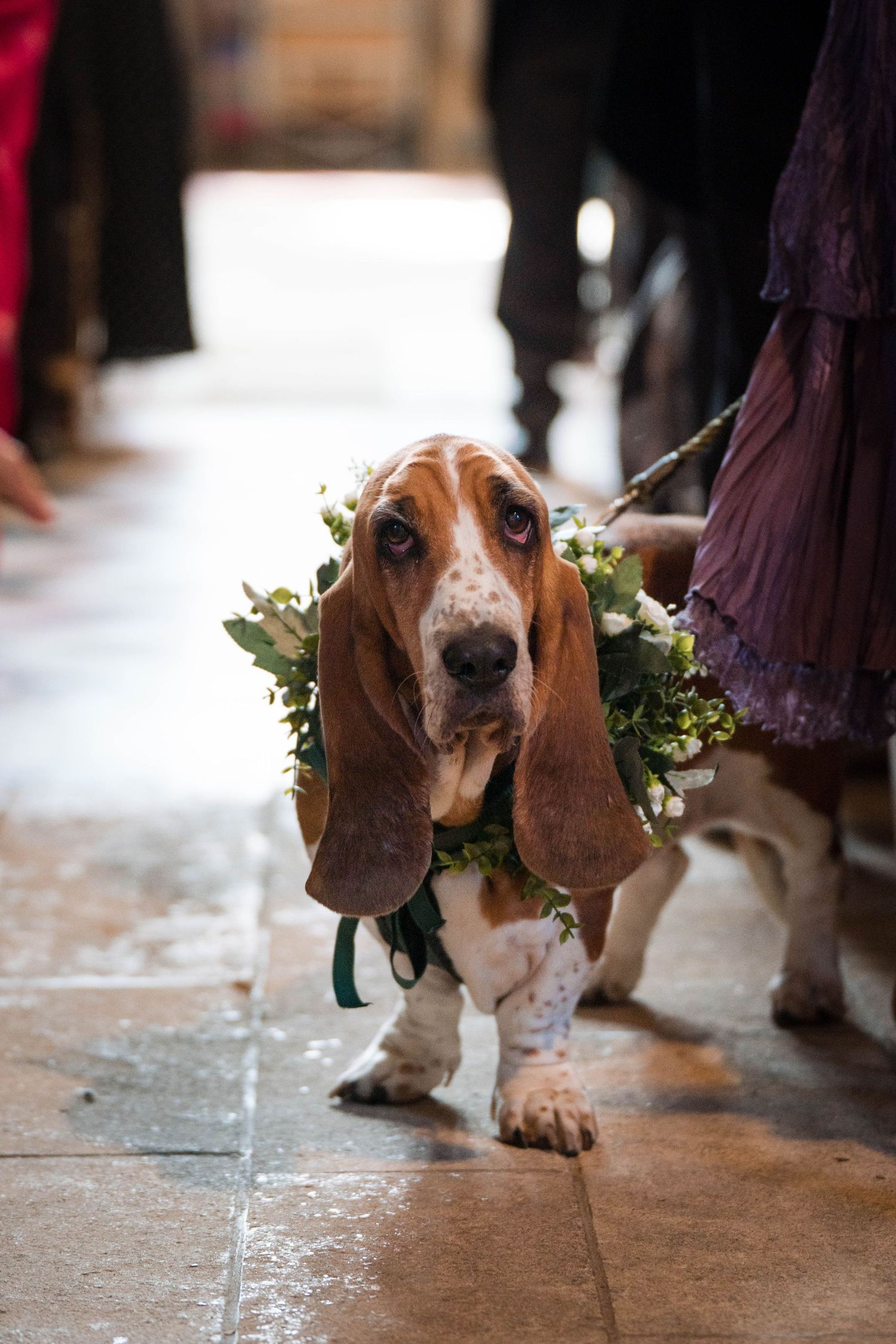 Zara Davis Photography Dogs at Weddings Cathedral Castle Abbey Cotswolds Gloucestershire Cheltenham Cirencester