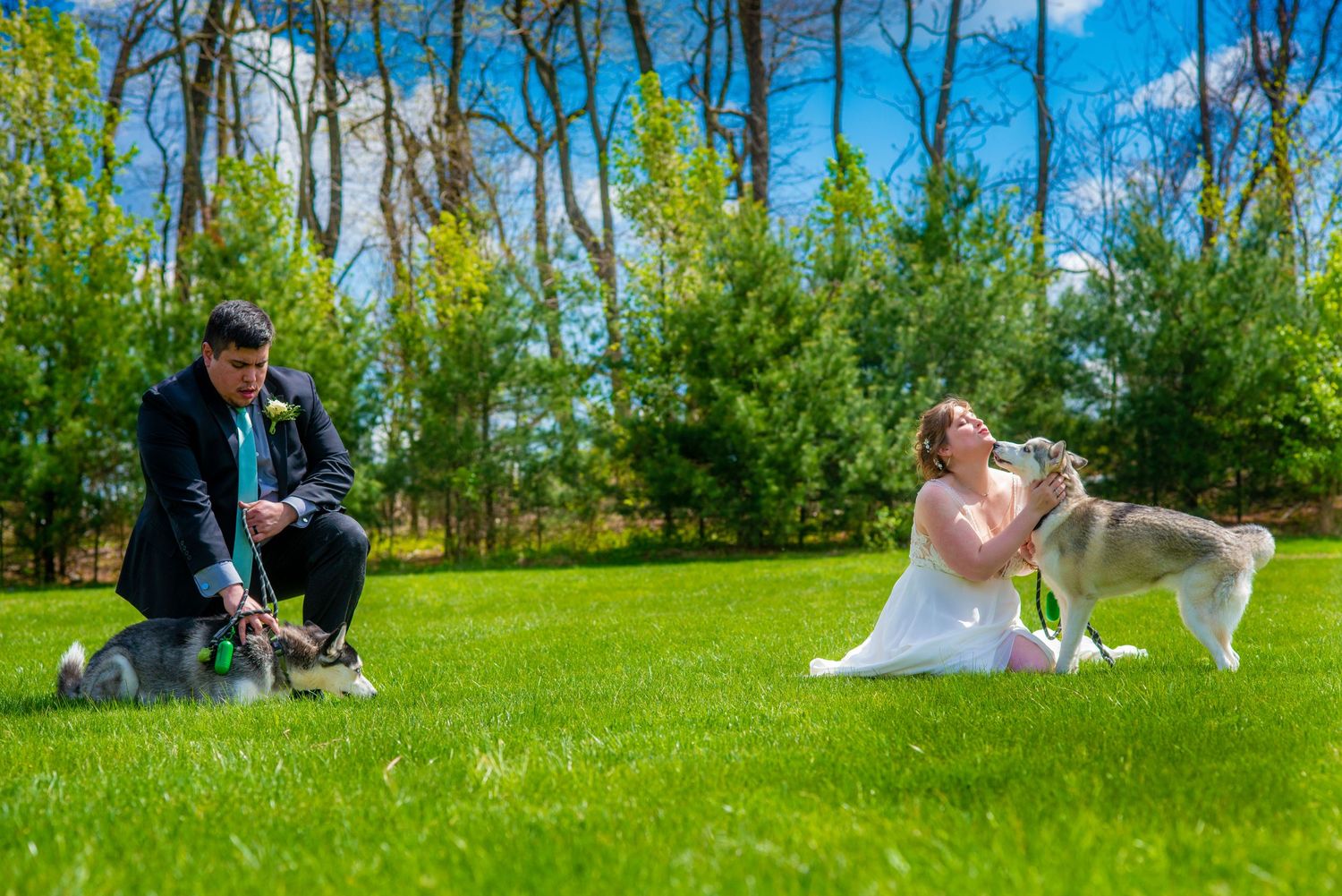 Wedding couple plays with their dogs on a sunny lawn surrounded by trees.