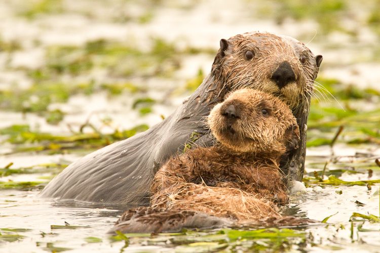 Mom and baby sea otter swim through eel grass in Elkhorn Slough, California