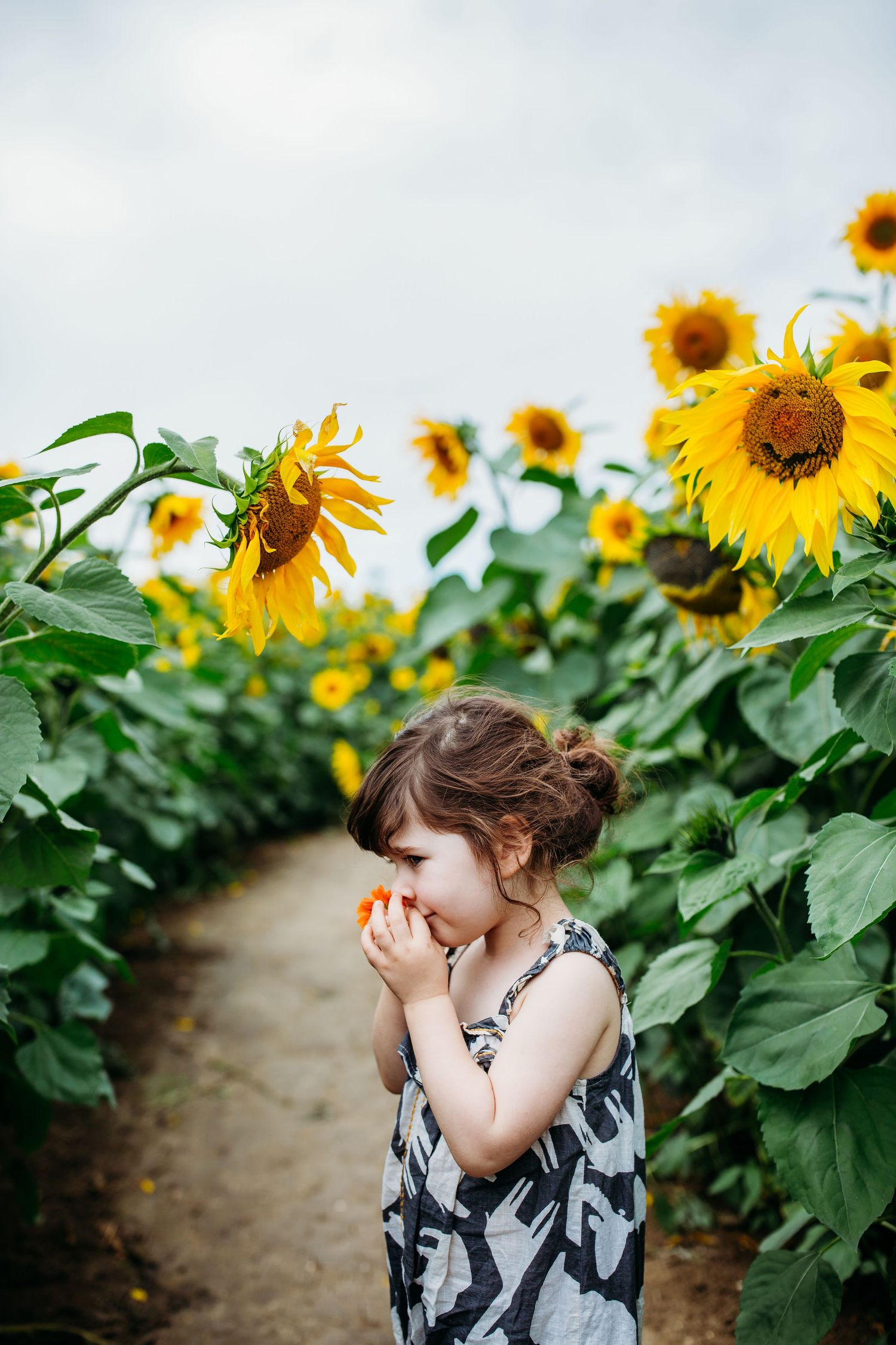 Child in black and white dress standing among tall blooming sunflowers on an overcast day.