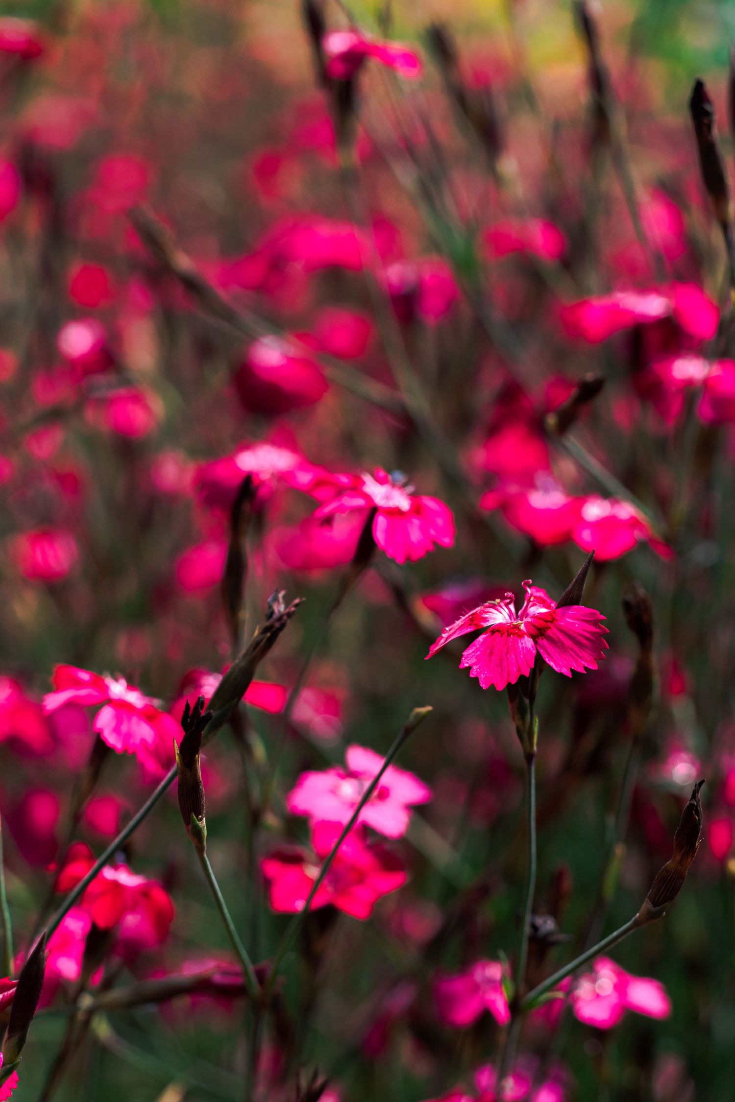 Dianthus - Photo by © Reka Csulak