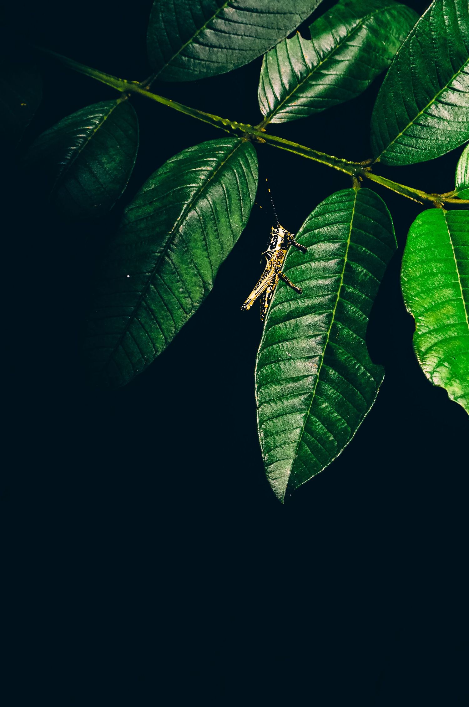 Close-up of a grasshopper perched on dark green leaves against a black background.