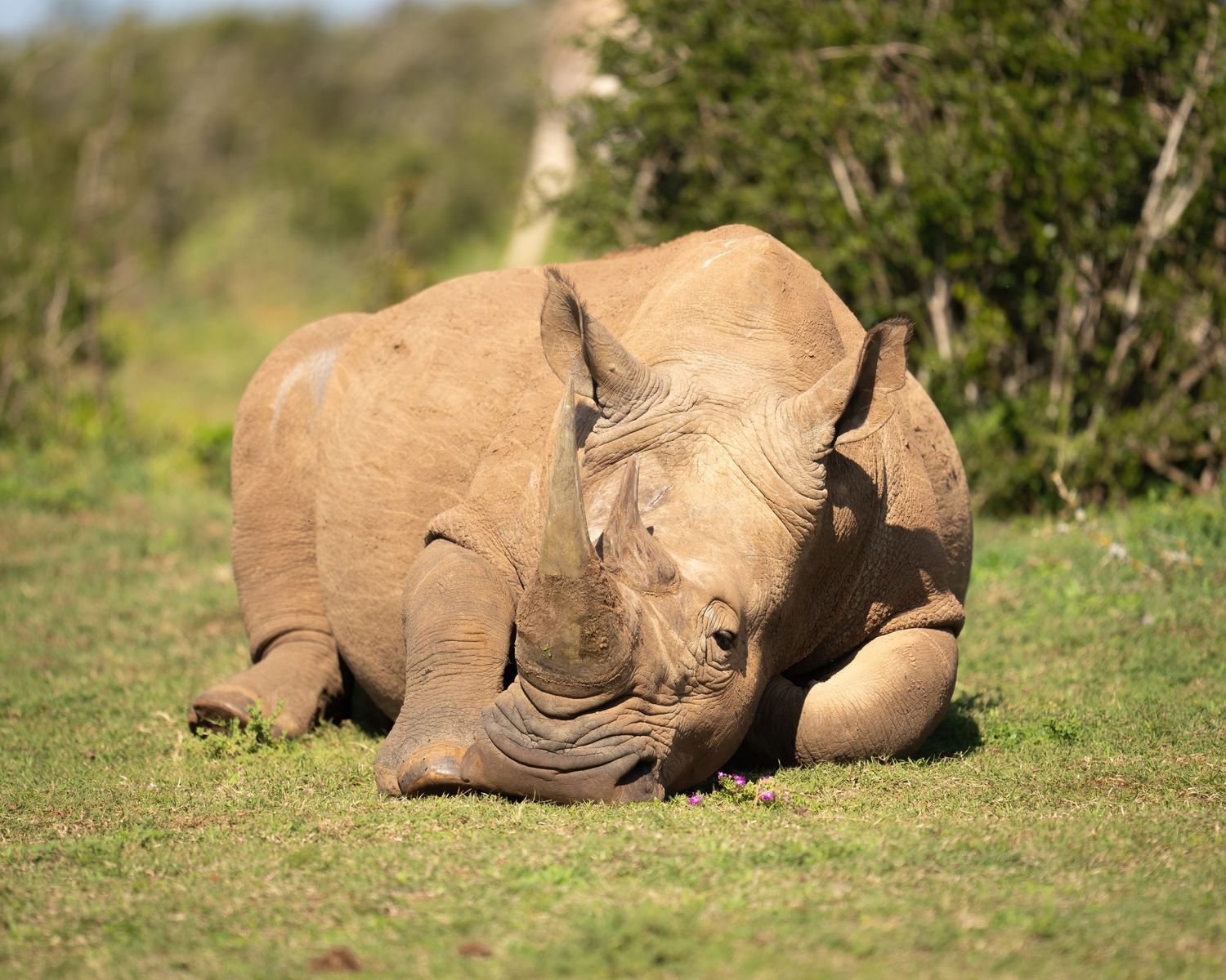 A group of rhinoceros resting together on grassy savanna ground.