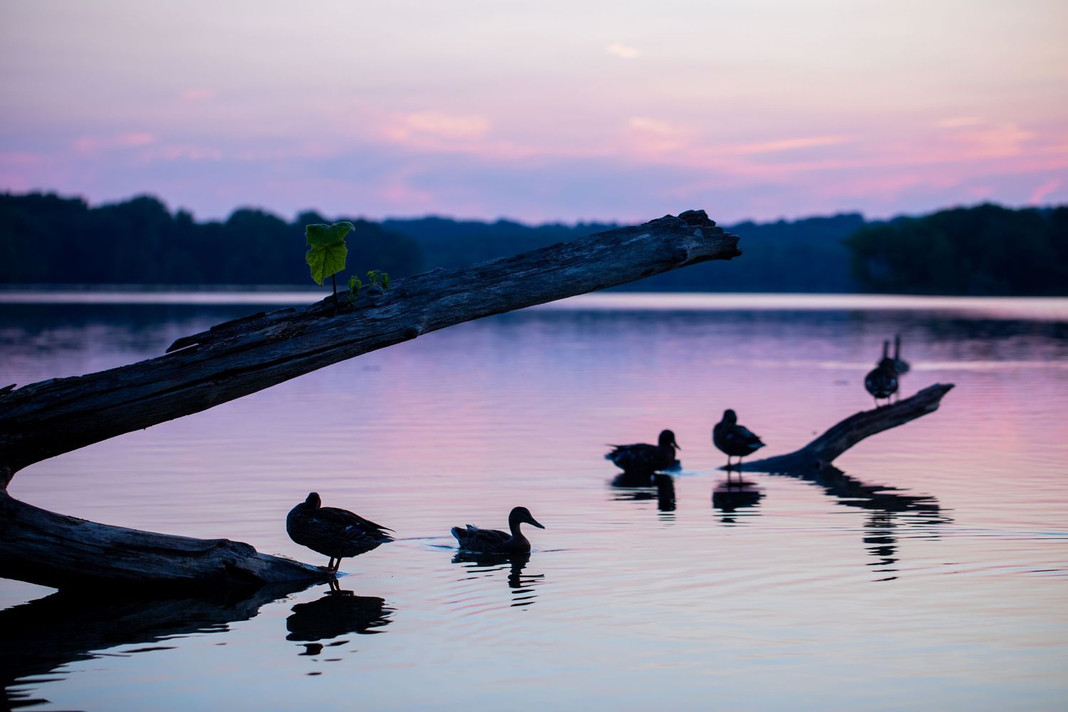Waterfowl Conservation Photography