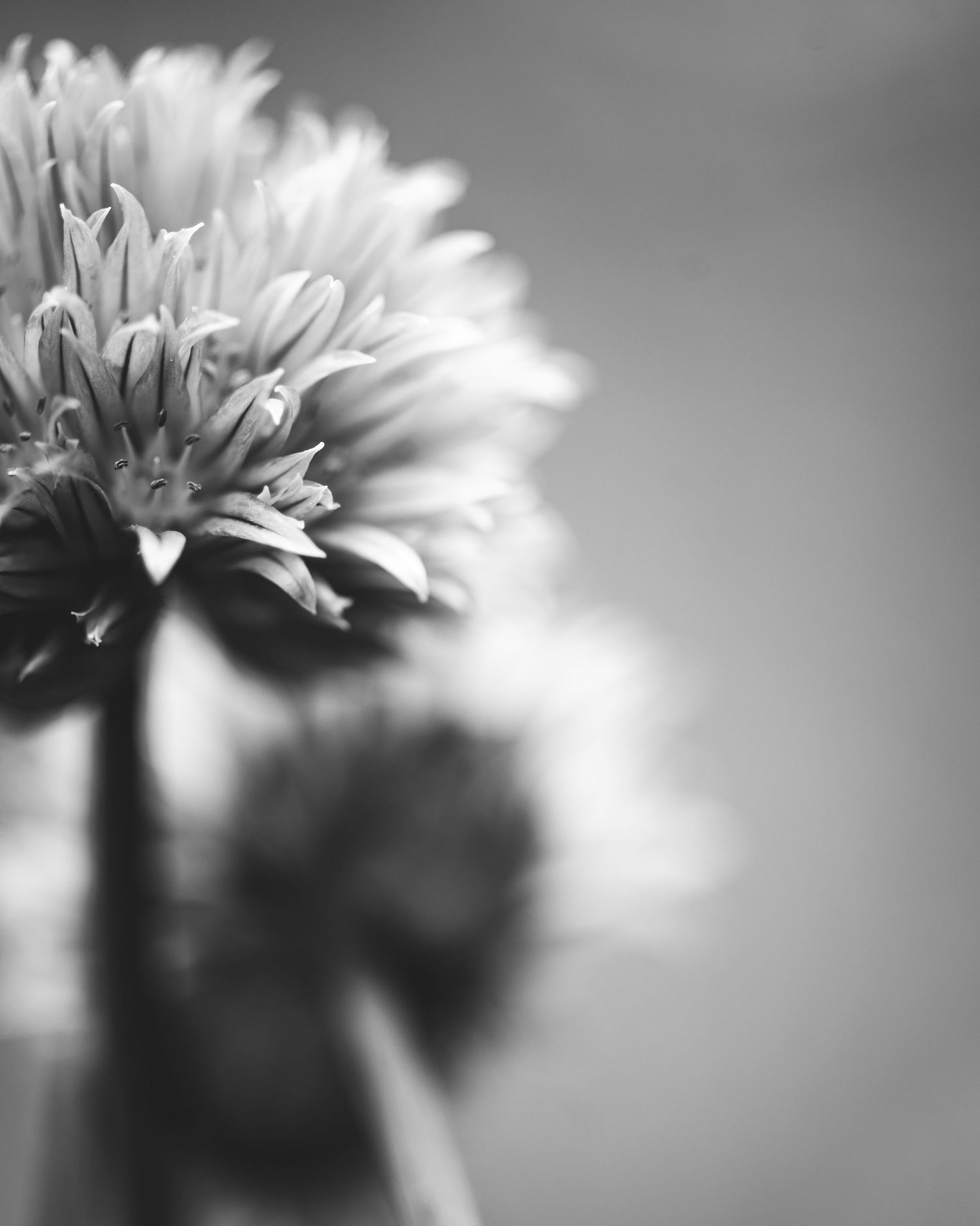 Close-up macro photograph of a white flower in black and white with soft bokeh background.