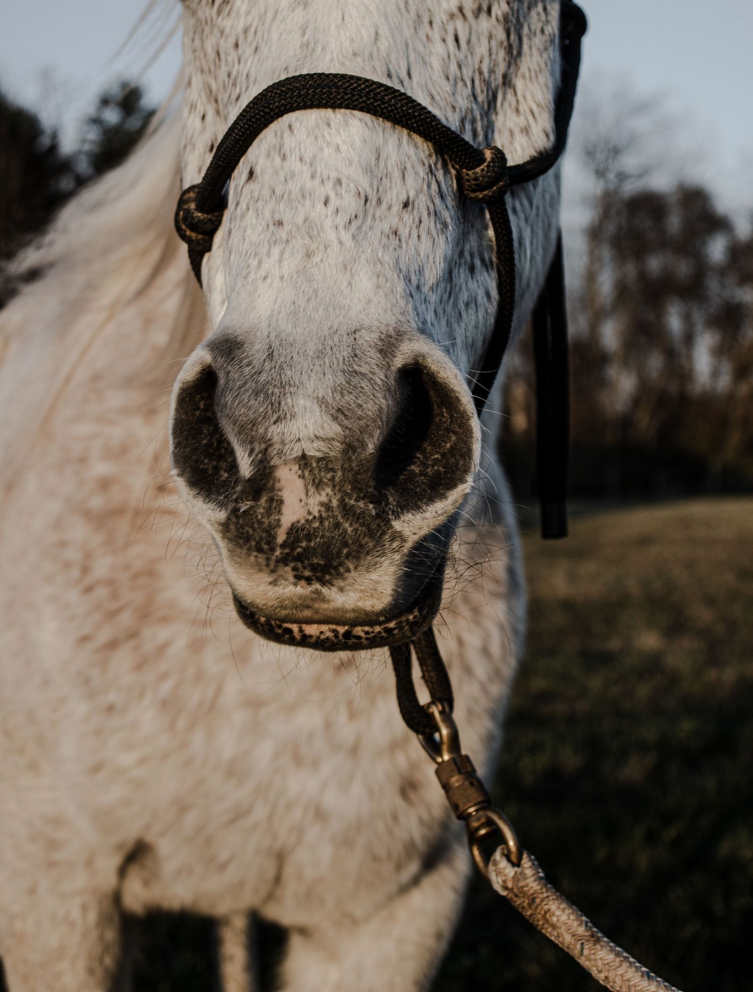 Close-up detail shots of a white horse's face and nose with black bridle.