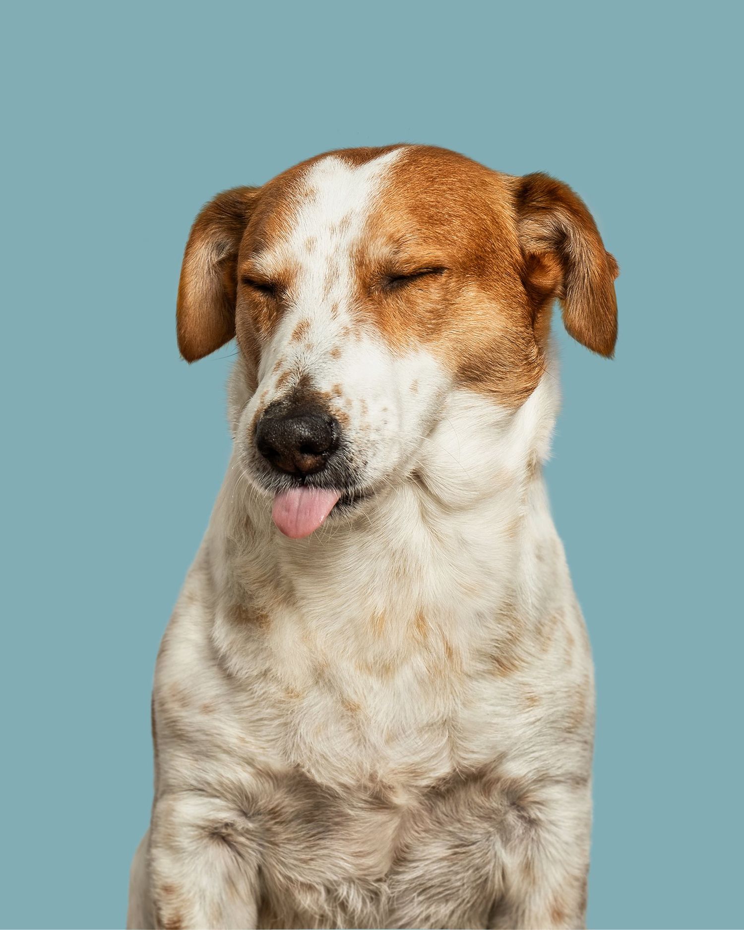 Dog Photography in Waterford, Ireland