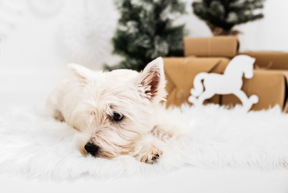 christmas photoshoot with puppy Hereford