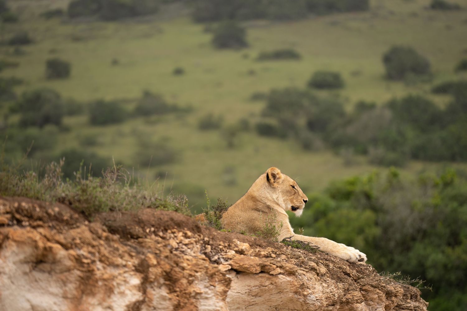 Lions lounging on rocky outcrops in African grassland landscape.