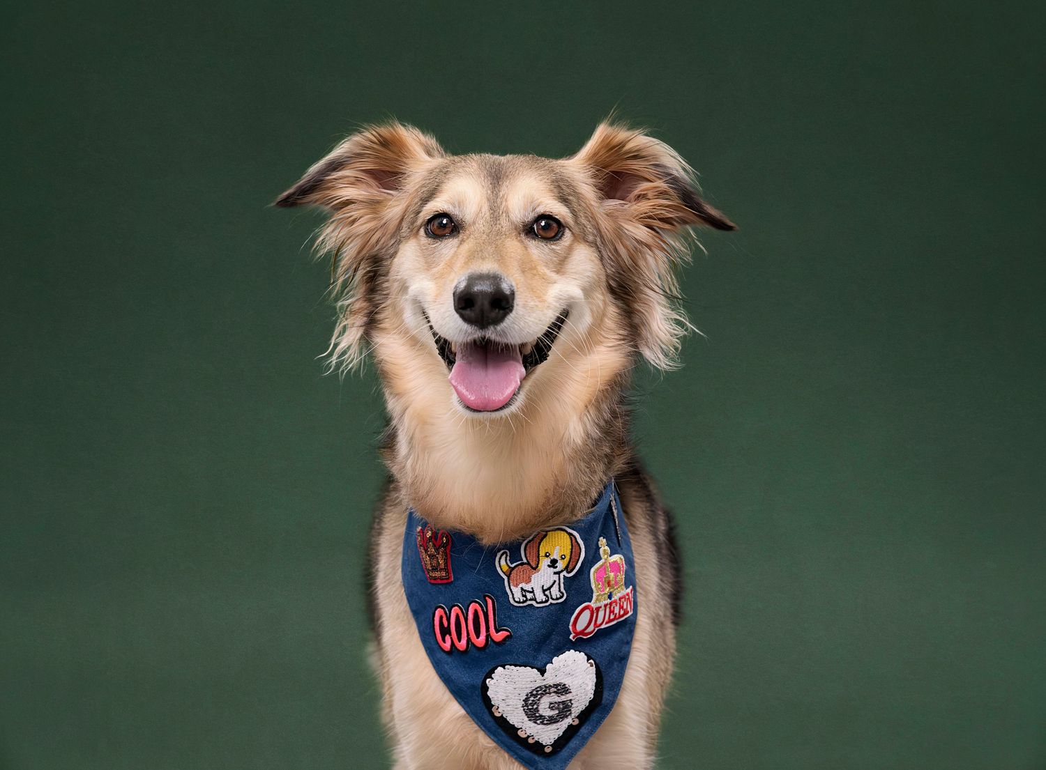 Pet photography studio toronto