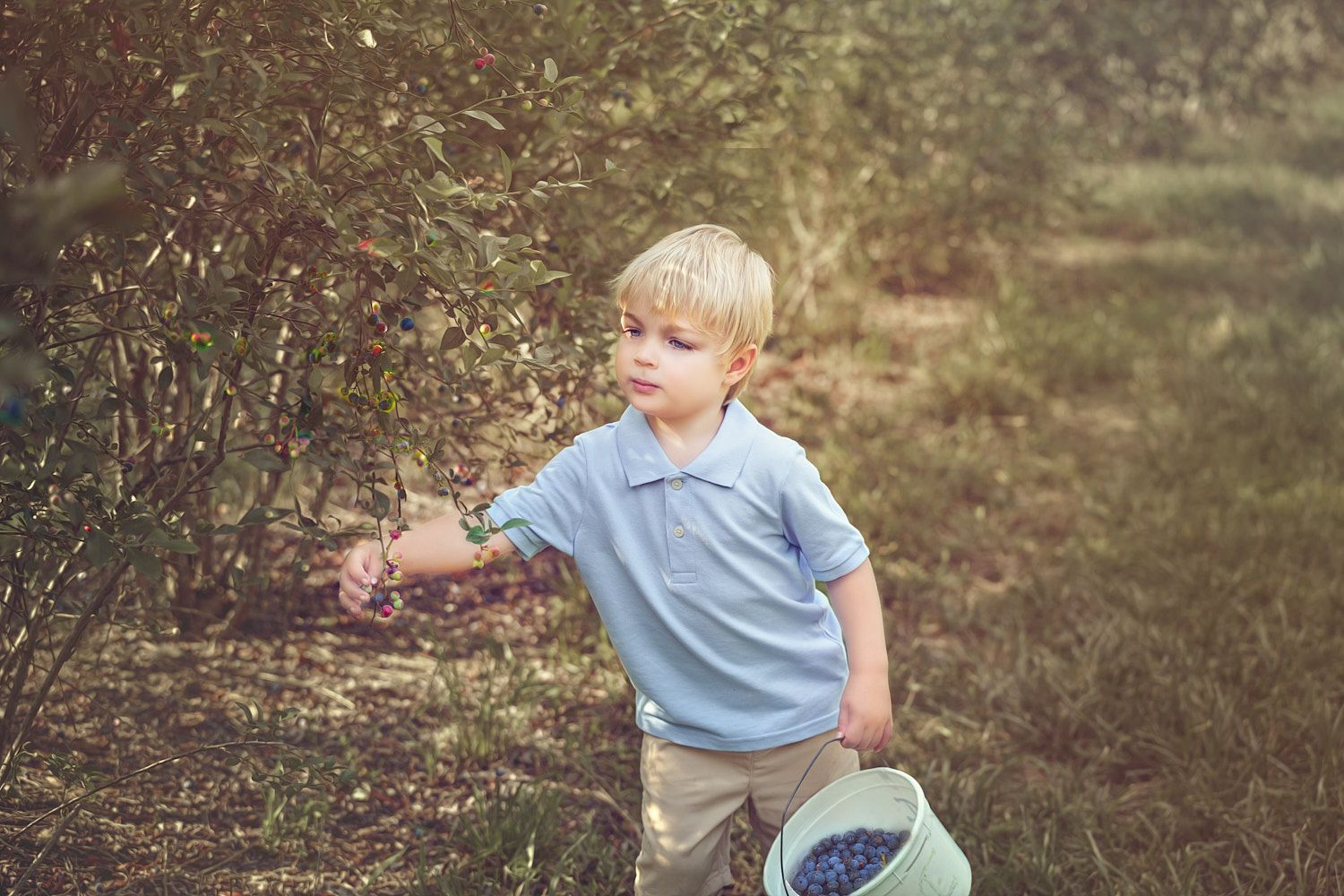 Toddler boy picking blueberries