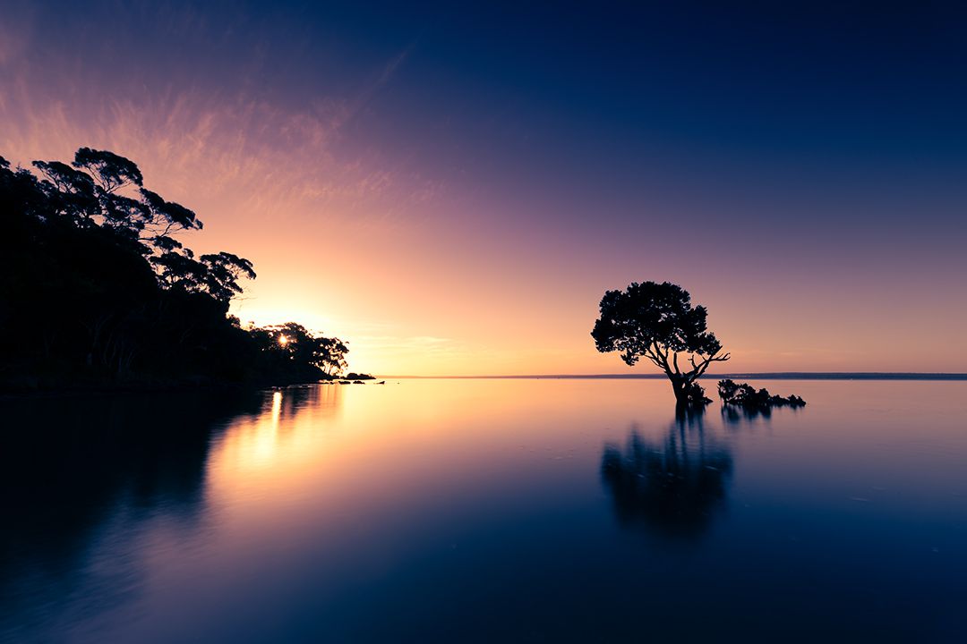 Silhouetted mangrove tree reflects in still water during purple sunset.