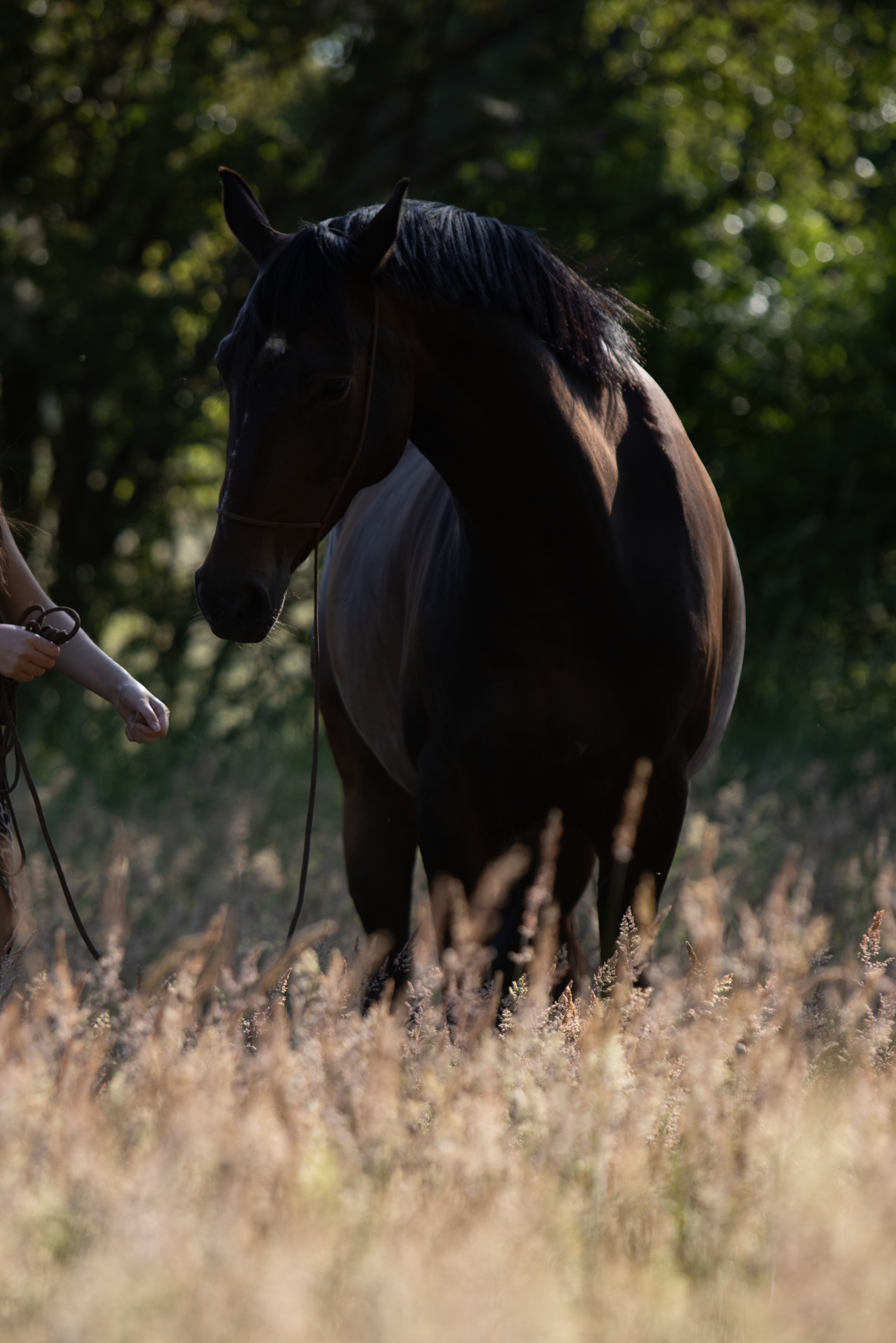 Dark horse standing in tall grass during golden hour.