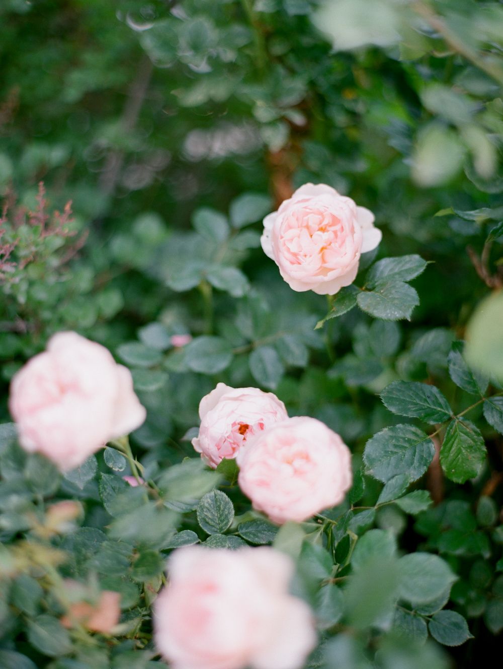 soft pink garden roses blooming amidst the deep green foliage