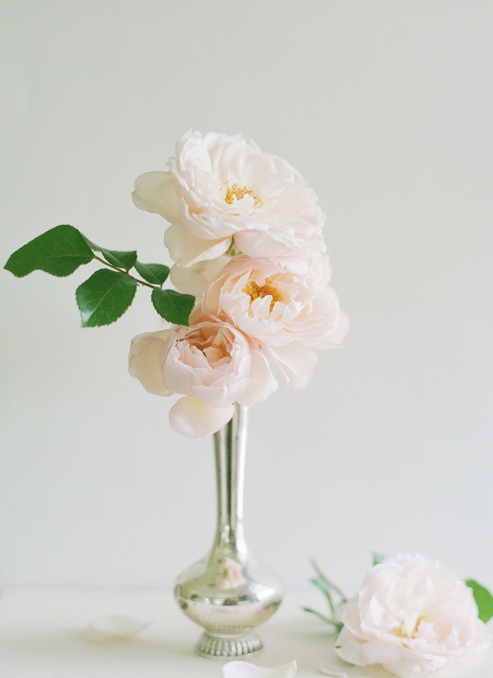 vintage silver vase with three soft pink David Austin roses on soft grey background
