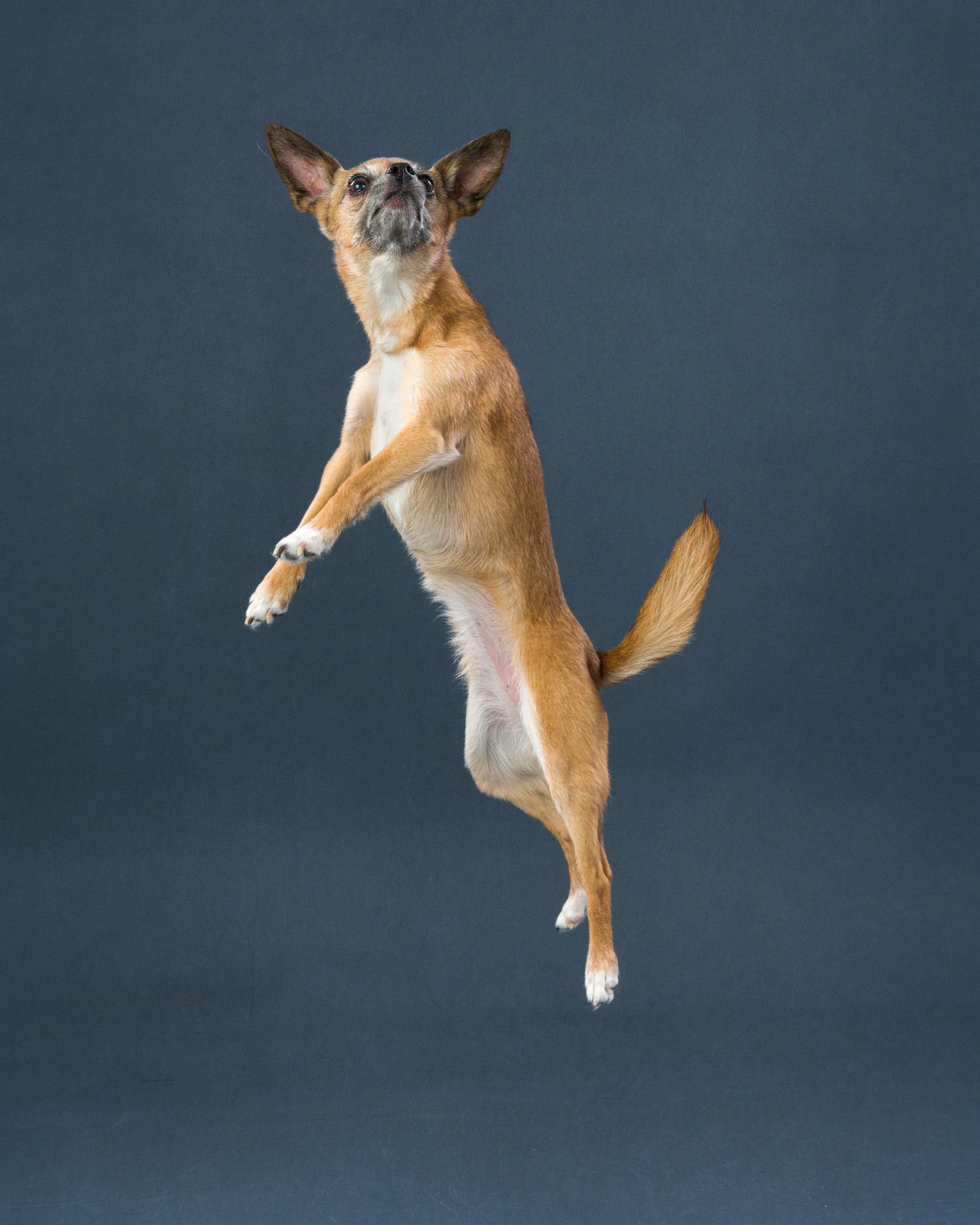 Pet portrait photography