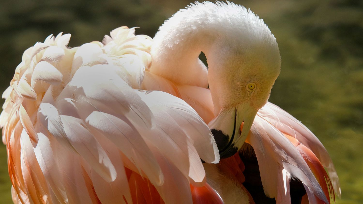 Close-up of a pink flamingo preening its soft feathers against blurred background.