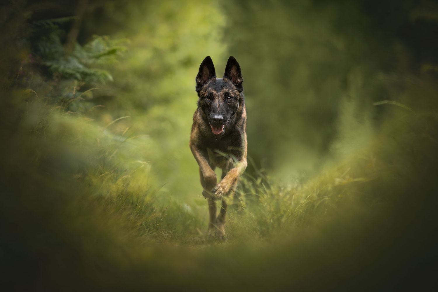 German Shepherd running through misty green forest path.