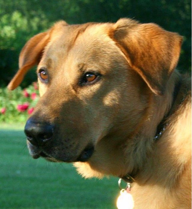 Handsome Chinook Male Lighthouse Booker is at Stud and has semen frozen and stored at Zoetis.