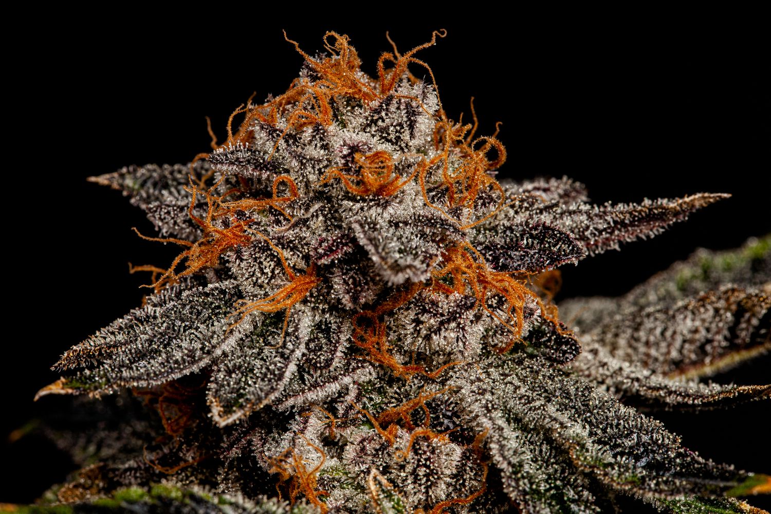 Flamingo Fine Cannabis Peanut Butter Breath