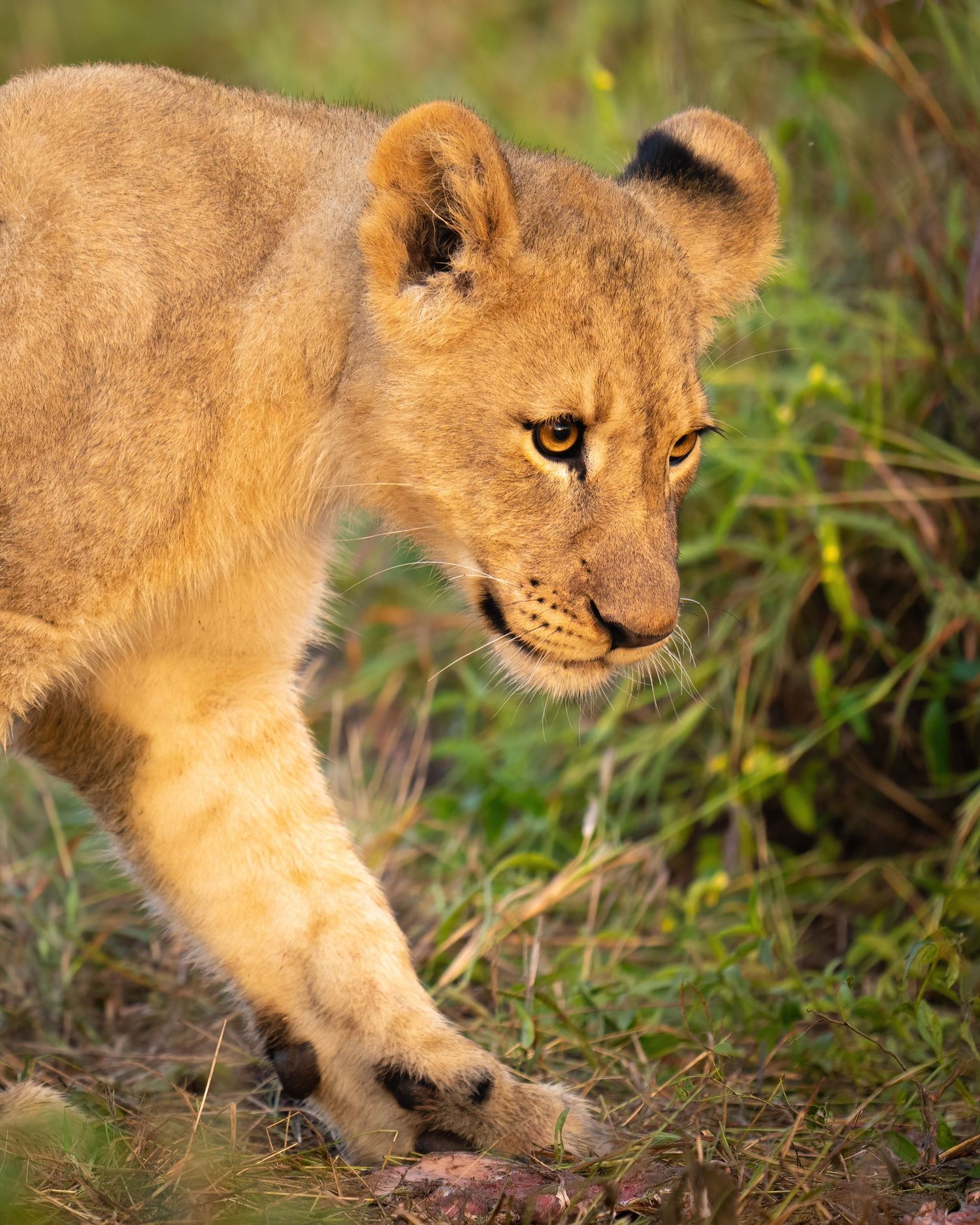 A young lion prowls through green vegetation in golden sunlight.