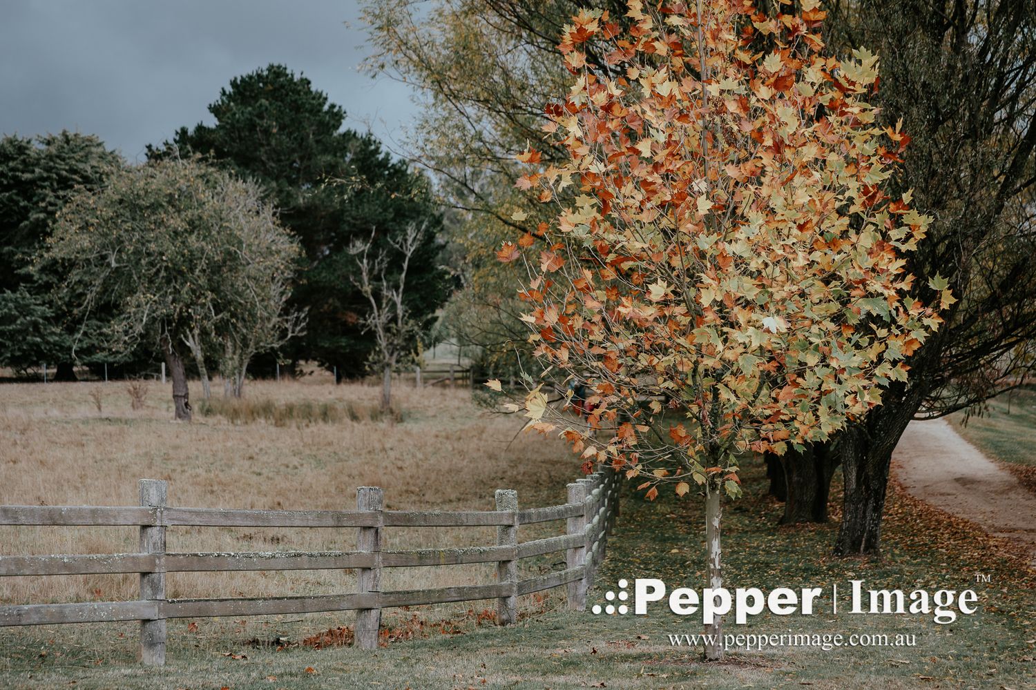 A vibrant autumn tree with orange and red leaves stands beside a rustic wooden fence in a rural landscape.
