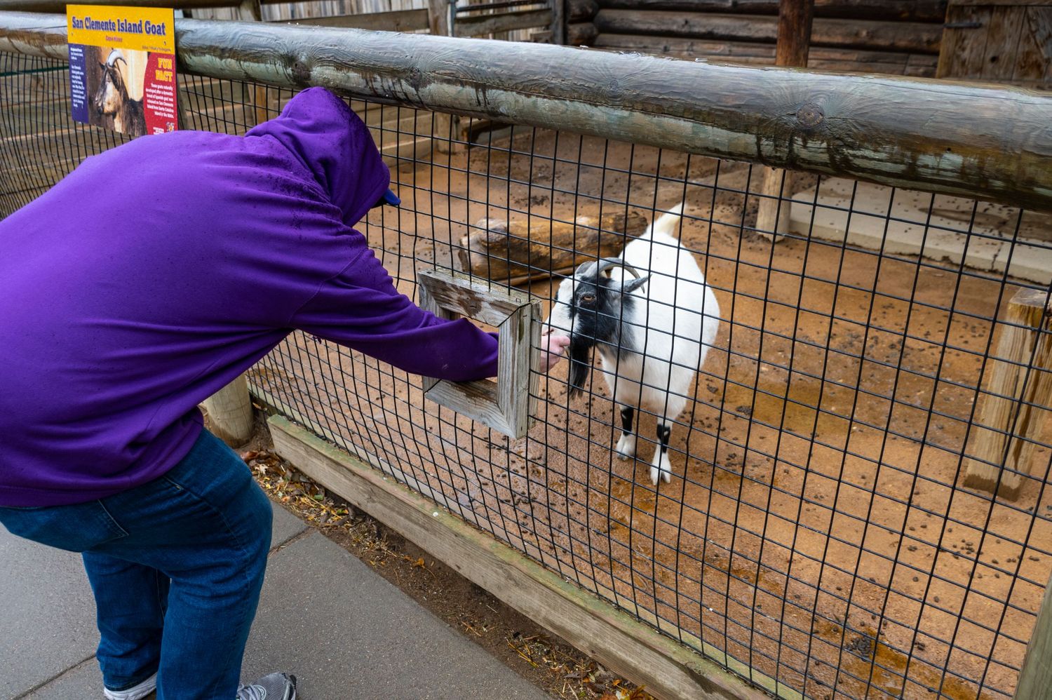 Someone in a purple sweatshirt feeds a small goat through a wire fence at a farm.
