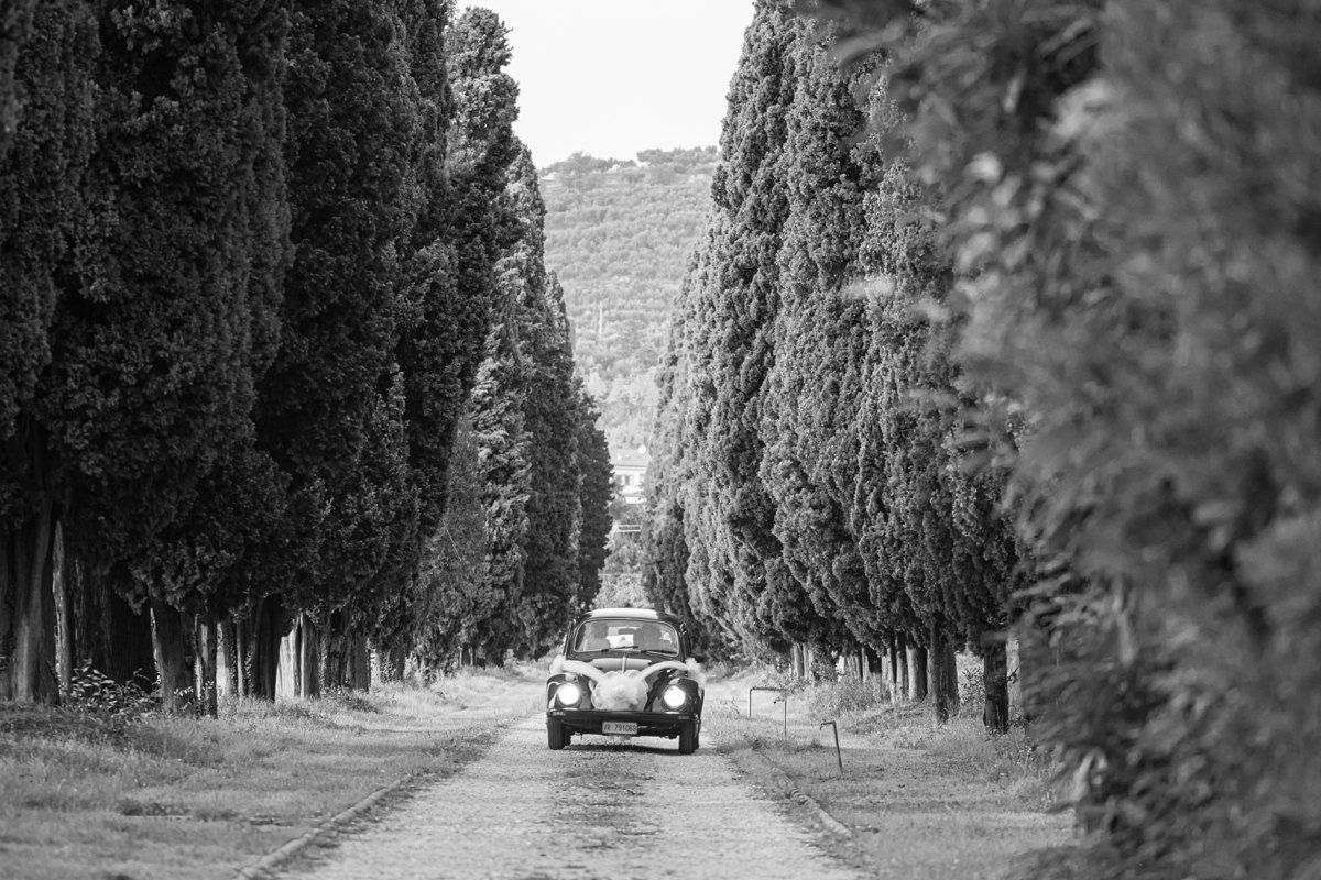 Vintage car driving down a dramatic cypress tree-lined road in black and white.