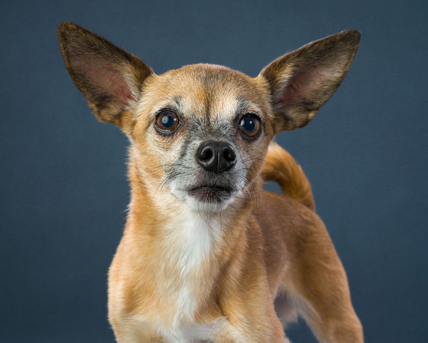 Professional pet photography