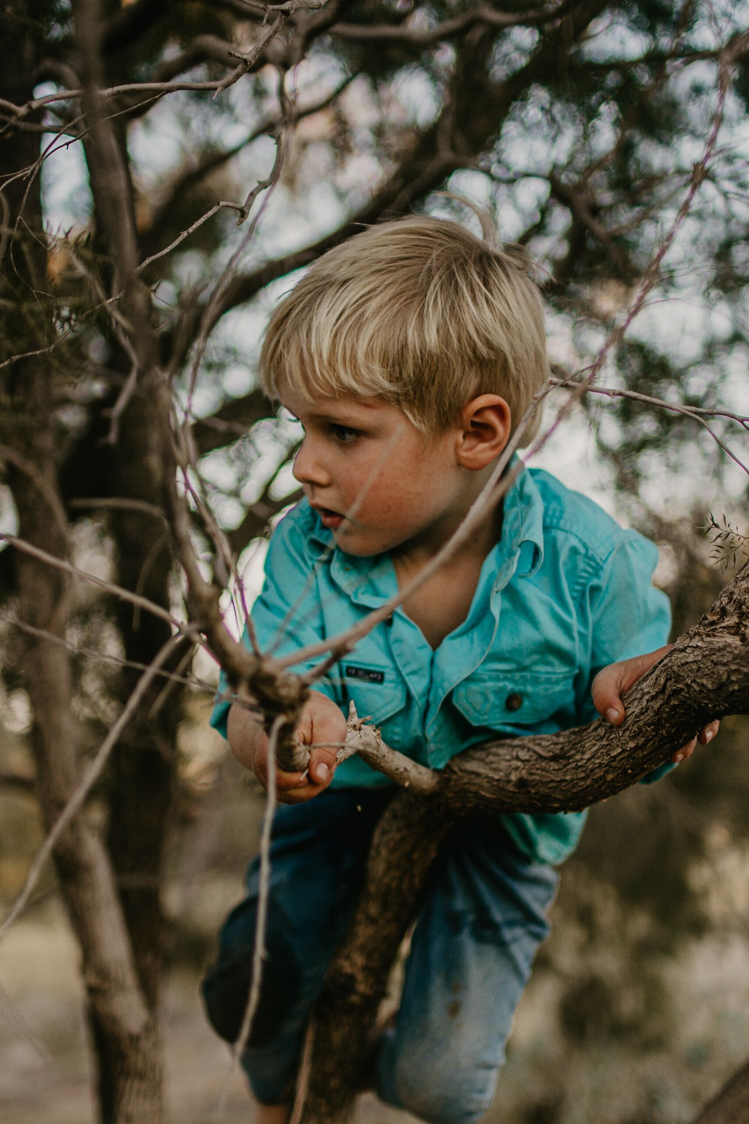 country kid climbing a tree in his backyard