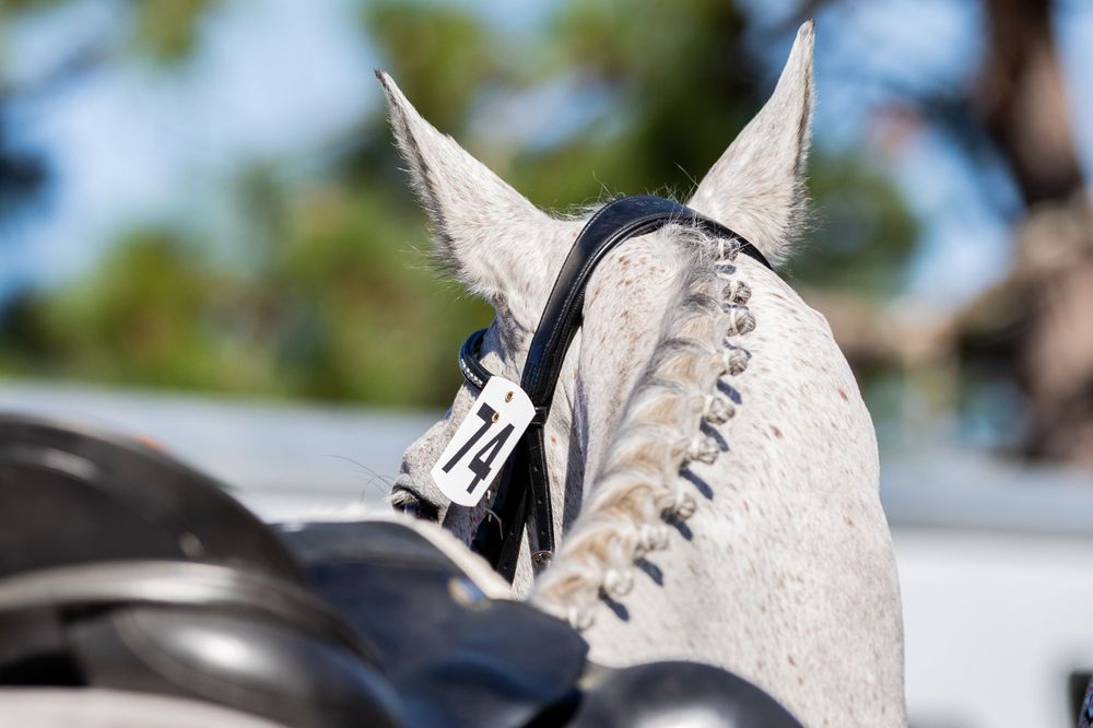 Close-up of gray horse's ears with riding equipment visible.