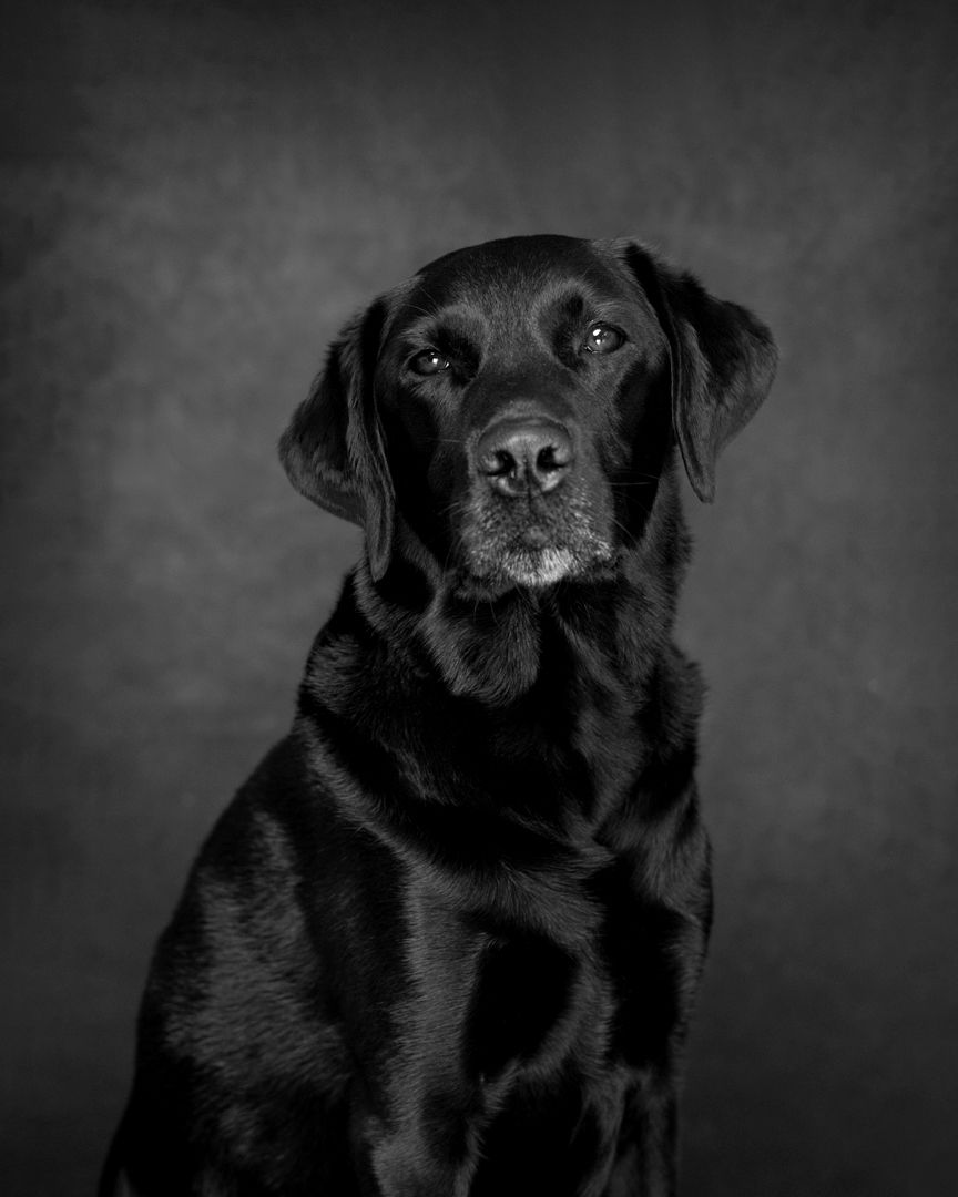 Black Labrador, Studio Pets Photographer, Dog's photographer, Northampton. www.elenabrownportraits.co.uk, labrador