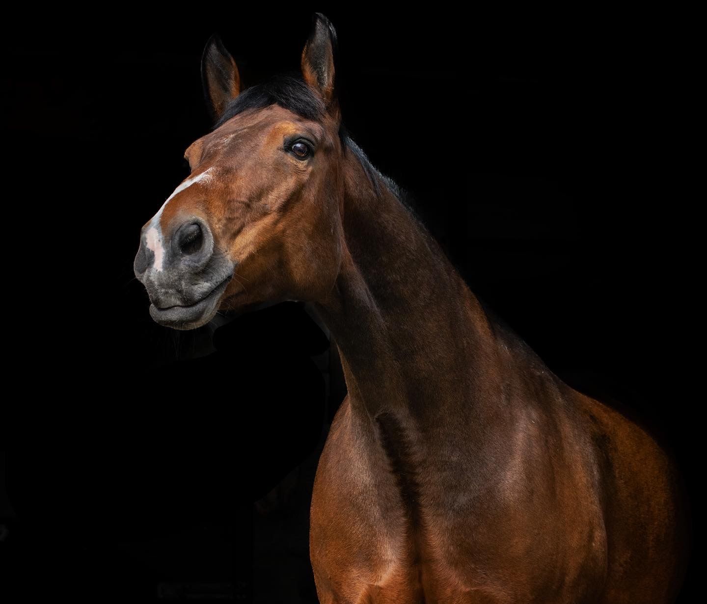 Portrait of a bay horse with alert expression against dark background.