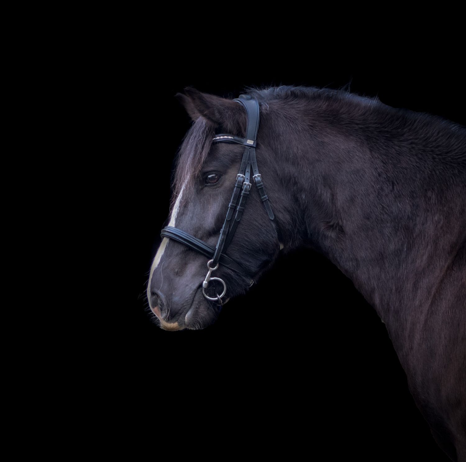 A close-up portrait of a dark horse wearing a bridle against a black background.