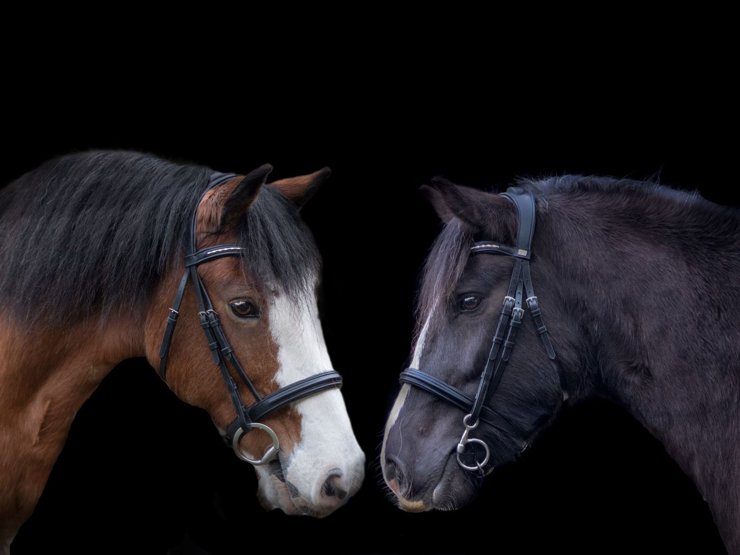 Two horses with contrasting colors face each other against a dark background in an intimate portrait.