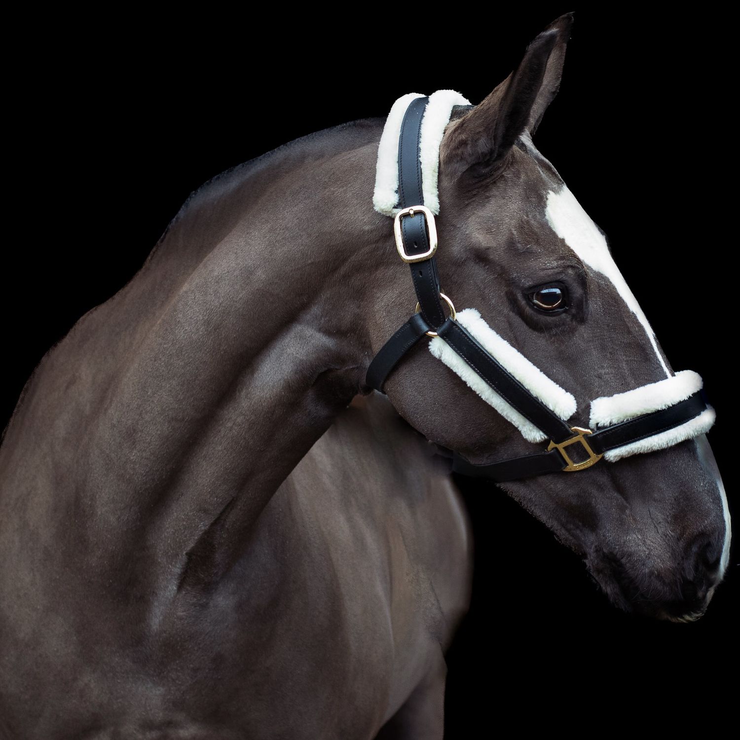 A dark horse wearing a white and black halter photographed in studio lighting.