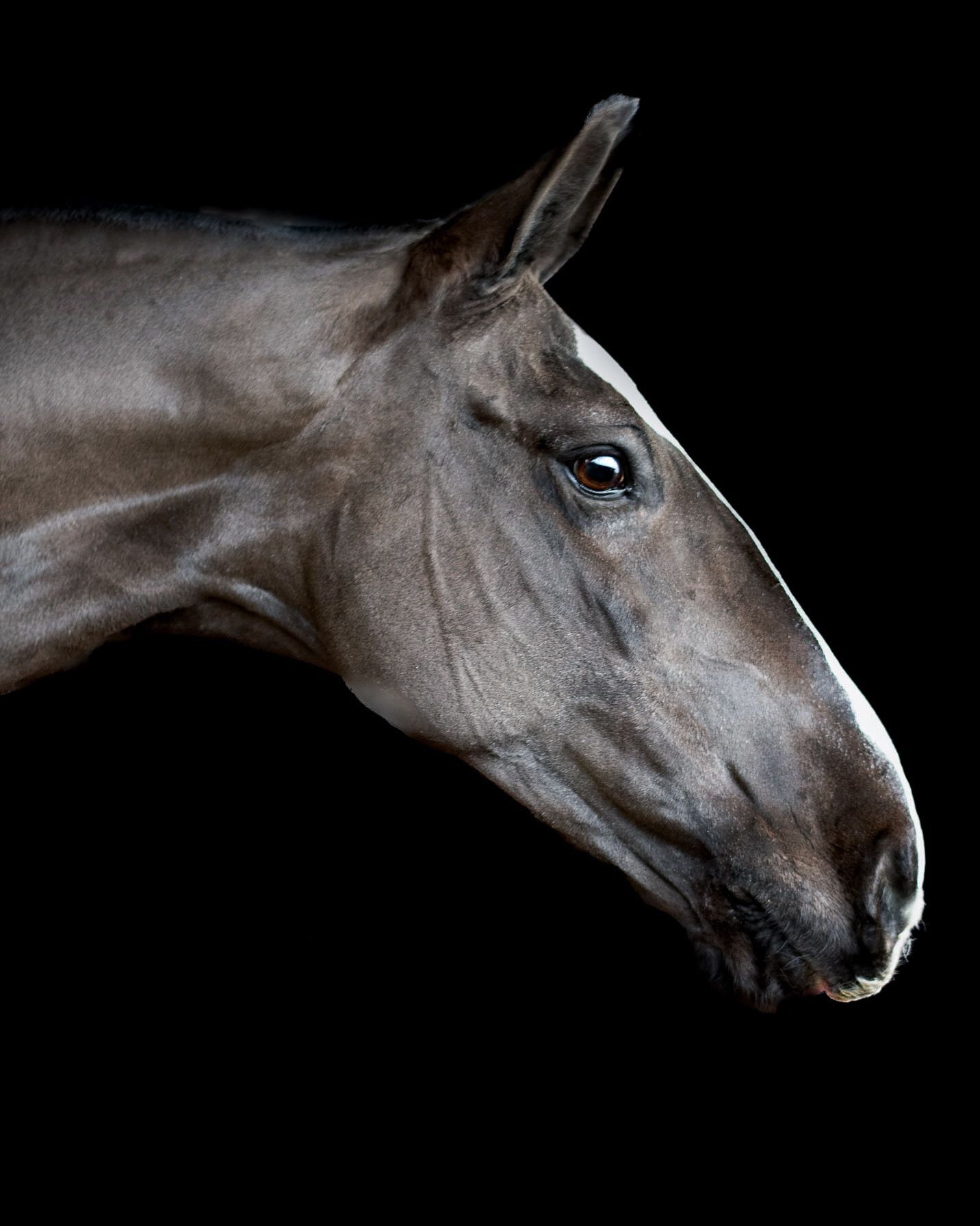 Close-up profile of a gray horse's head against a black background showing its expressive eye.