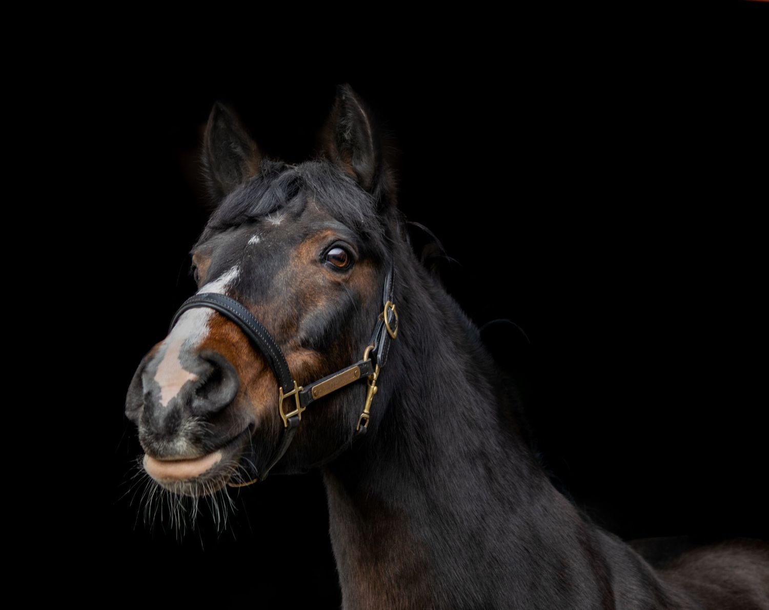 Artistic black and white portraits of a dark horse against black background showing different dramatic facial expressions.