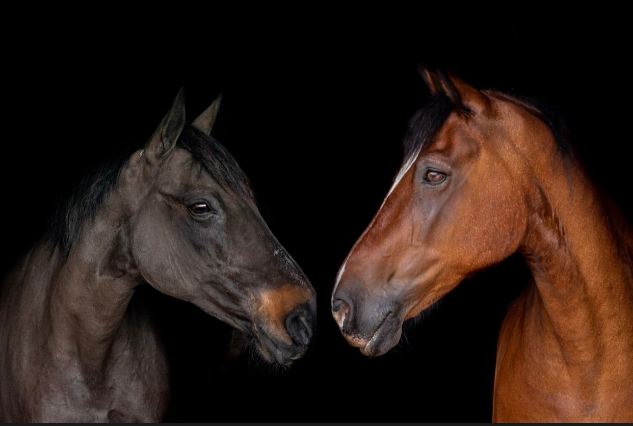Two horses, one bay and one chestnut, face each other against a black background.