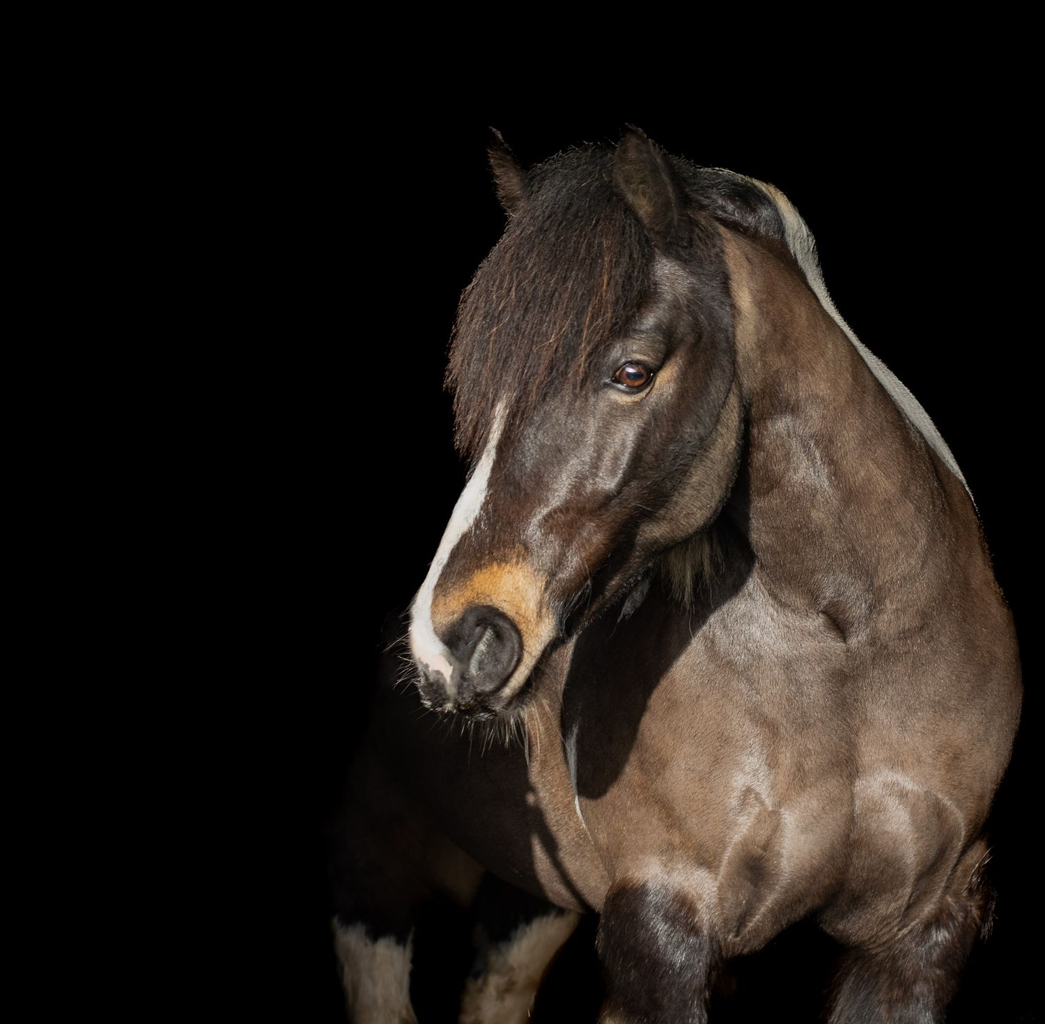 A dark bay horse photographed in dramatic lighting against a black background.