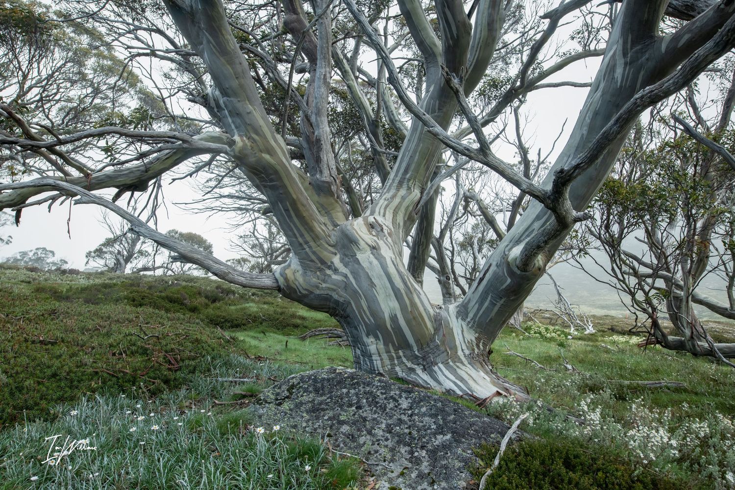 Snow gum