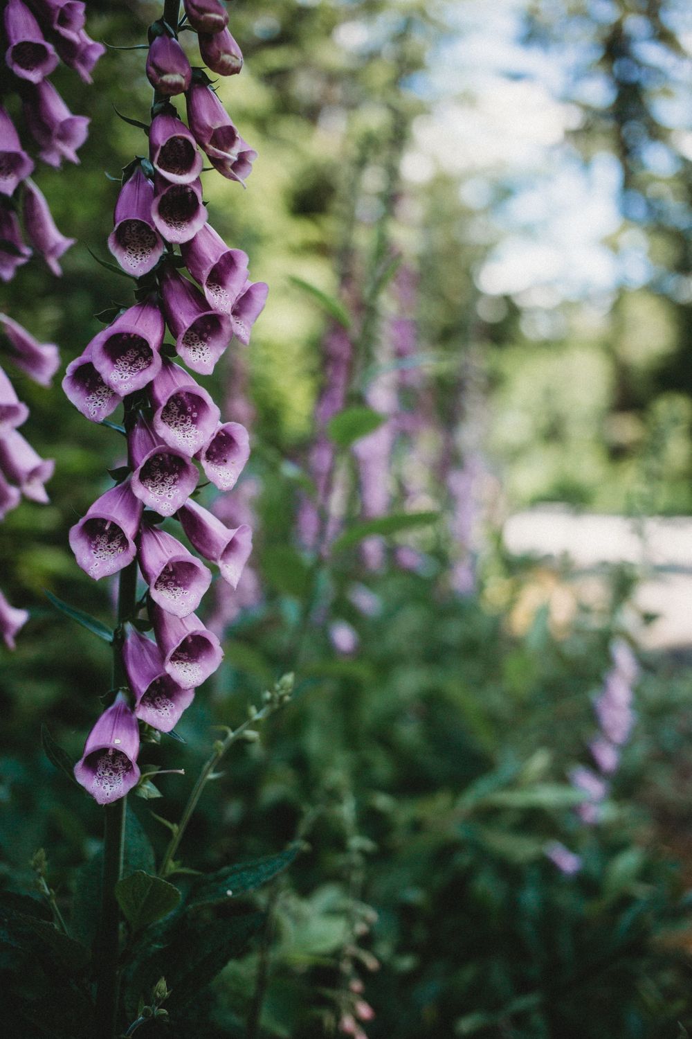 Floxglove flower