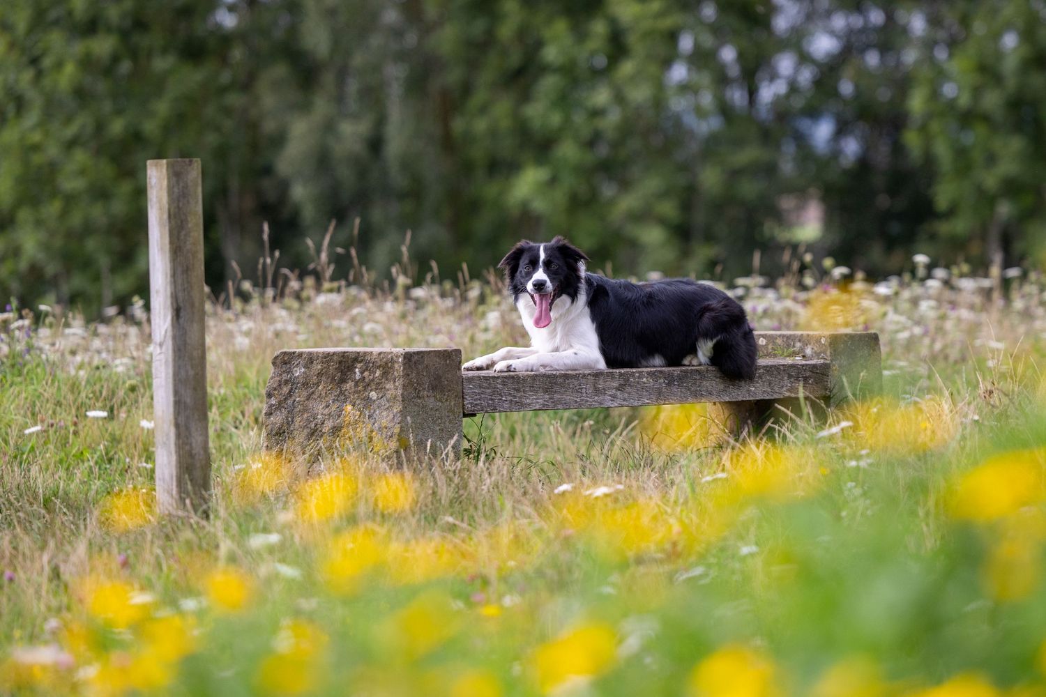 Molly the Collie 3.